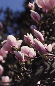 magnolie 003
