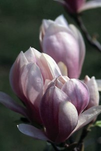 magnolie 005