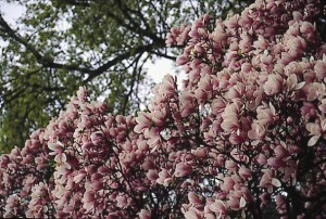 magnolie 006