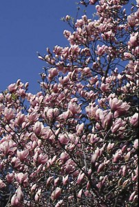 magnolie 009