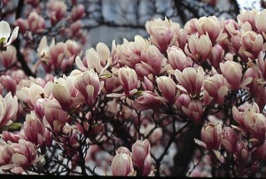 magnolie 010