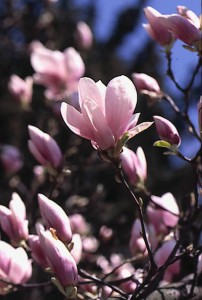 magnolie 011