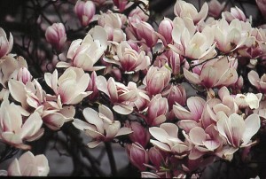 magnolie 012