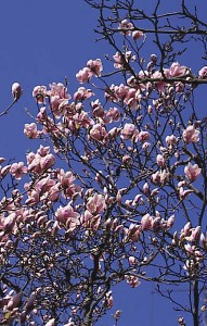 magnolie 013