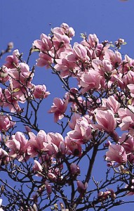 magnolie 014
