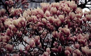 magnolie 015