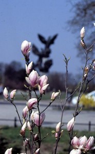 magnolie 017