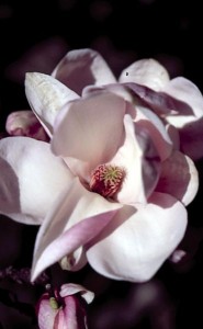 magnolie 019