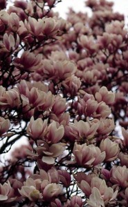 magnolie 022