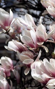 magnolie 023