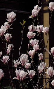 magnolie 024