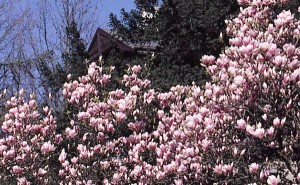 magnolie 027