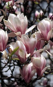 magnolie 028