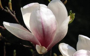 magnolie 029
