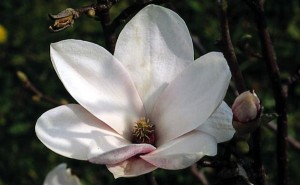 magnolie 030