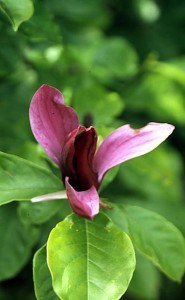 magnolie 032