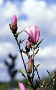 magnolie 034