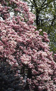 magnolie 036