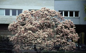 magnolie 037