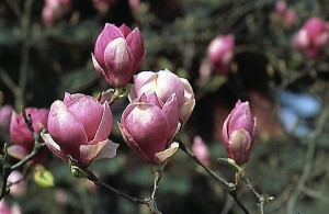 magnolie 038