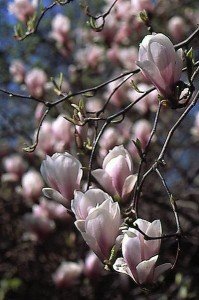 magnolie 039