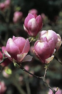 magnolie 041