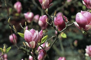 magnolie 043