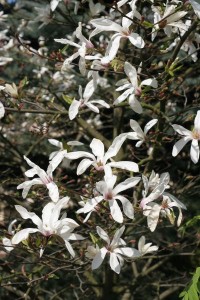 magnolie 045c