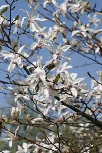magnolie 046c