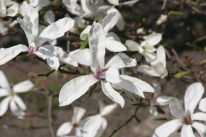 magnolie 048c