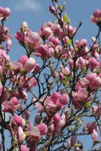 magnolie 050c