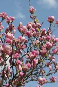 magnolie 051c