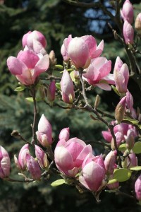 magnolie 052c
