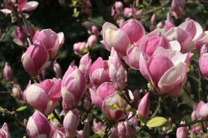 magnolie 055c
