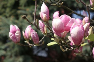 magnolie 056c