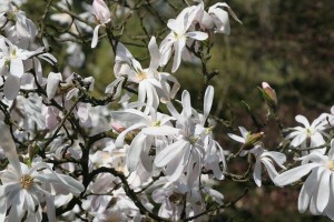 magnolie 057c