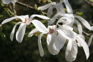 magnolie 059c 