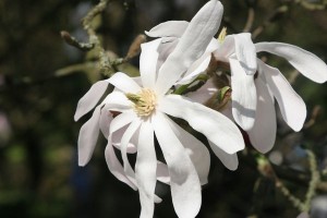 magnolie 061c 