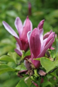 magnolie 064c 