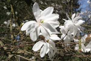 magnolie 070c 