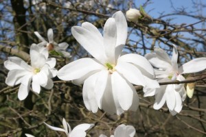 magnolie 071c 