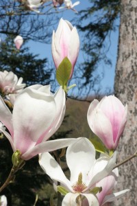 magnolie 073c 
