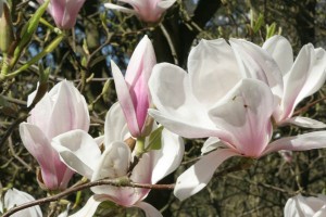 magnolie 074c 