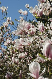 magnolie 075c 