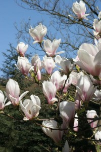magnolie 076c 