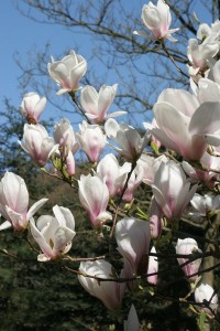 magnolie 077c 