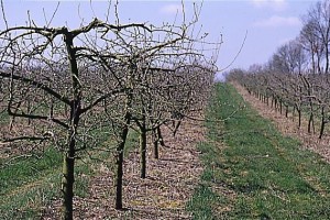 jablon drzewa 001