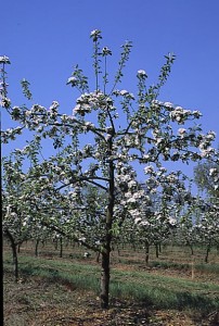 jablon drzewa 019