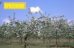 jablon drzewa 022