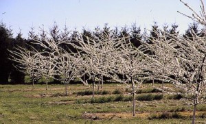 jablon drzewa 032